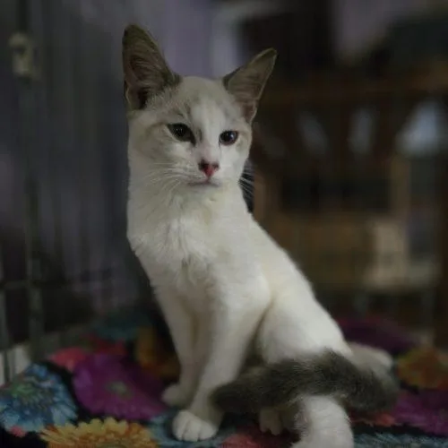 A baby small-sized male White Siamese cat named Judd for adoption in Knoxville, TN