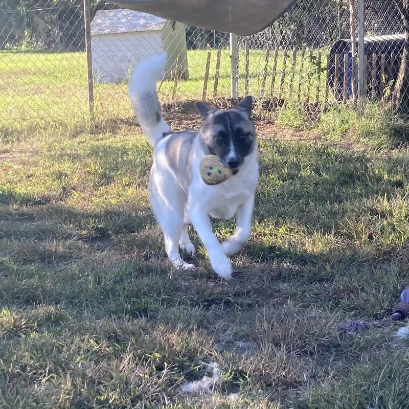 A young large-sized female Akita dog named Saturn for adoption in Mishawaka, IN
