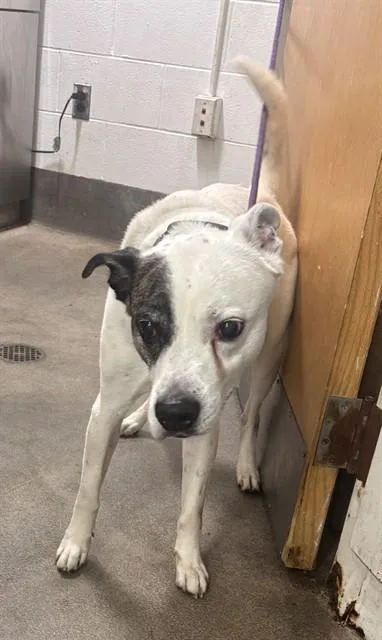 An adult medium-sized male Pit Bull Terrier dog named Winston for adoption in Upper Marlboro, MD