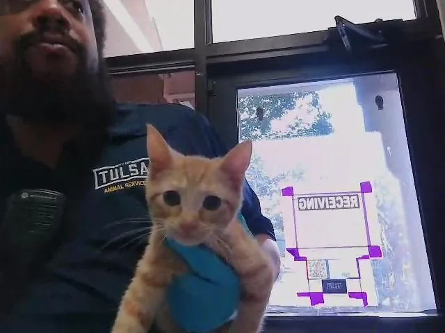 A baby small-sized female Domestic Short Hair cat named Tecna for adoption in Tulsa, OK