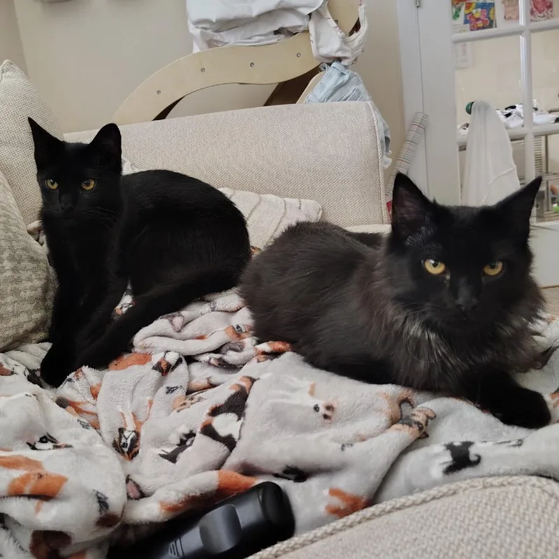 A young small-sized male Black Domestic Long Hair cat named True bonded Trust for adoption in Middle Village, NY