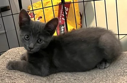 A young small-sized male Domestic Short Hair cat named Theodore for adoption in Quakertown, PA