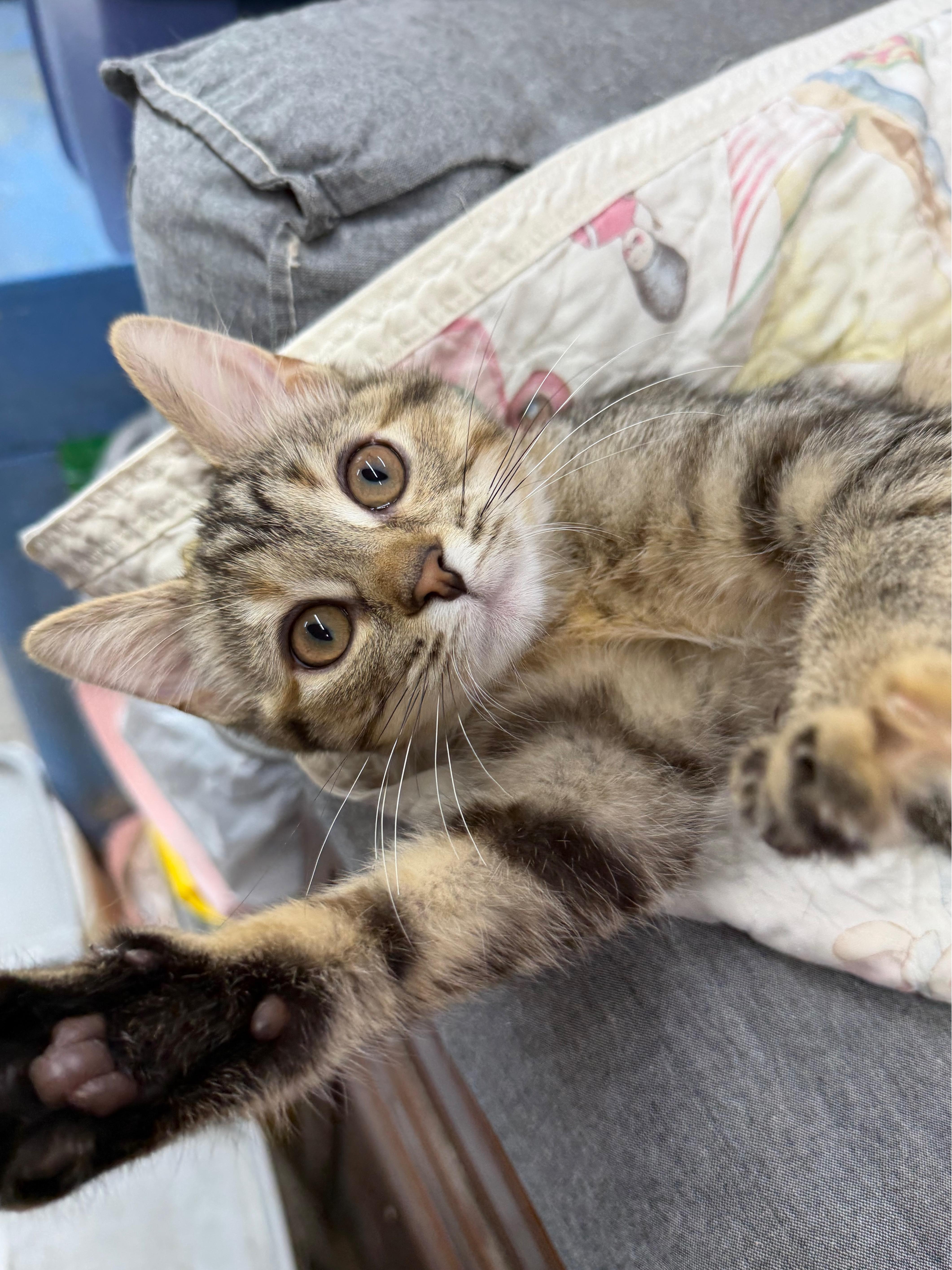 A baby small-sized female Tabby (Brown / Chocolate) Domestic Short Hair cat named Jolie for adoption in Avon Lake, OH
