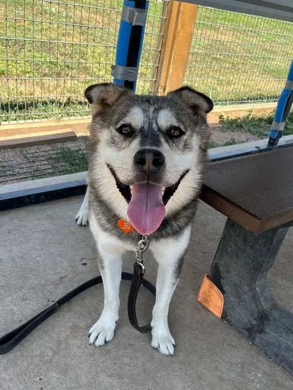 An adult medium-sized male Gray / Blue / Silver Husky dog named Hall for adoption in Fort Collins, CO