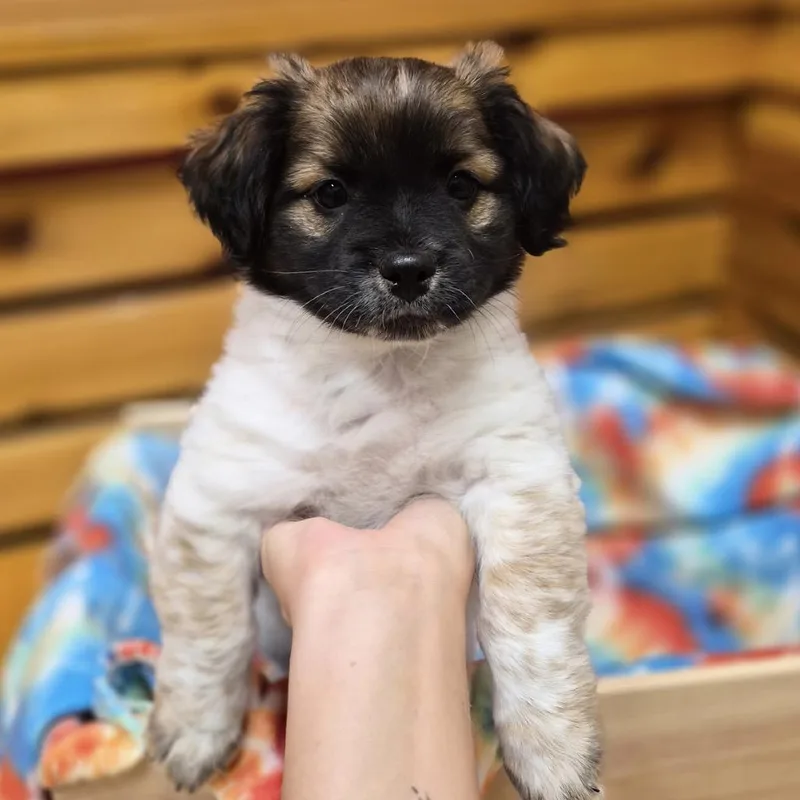 A baby small-sized male Mixed Breed dog named Trench for adoption in Woodstock, IL