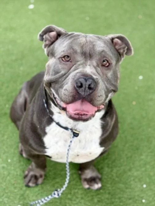An adult large-sized male Pit Bull Terrier dog named Leonardo for adoption in Los Angeles, CA