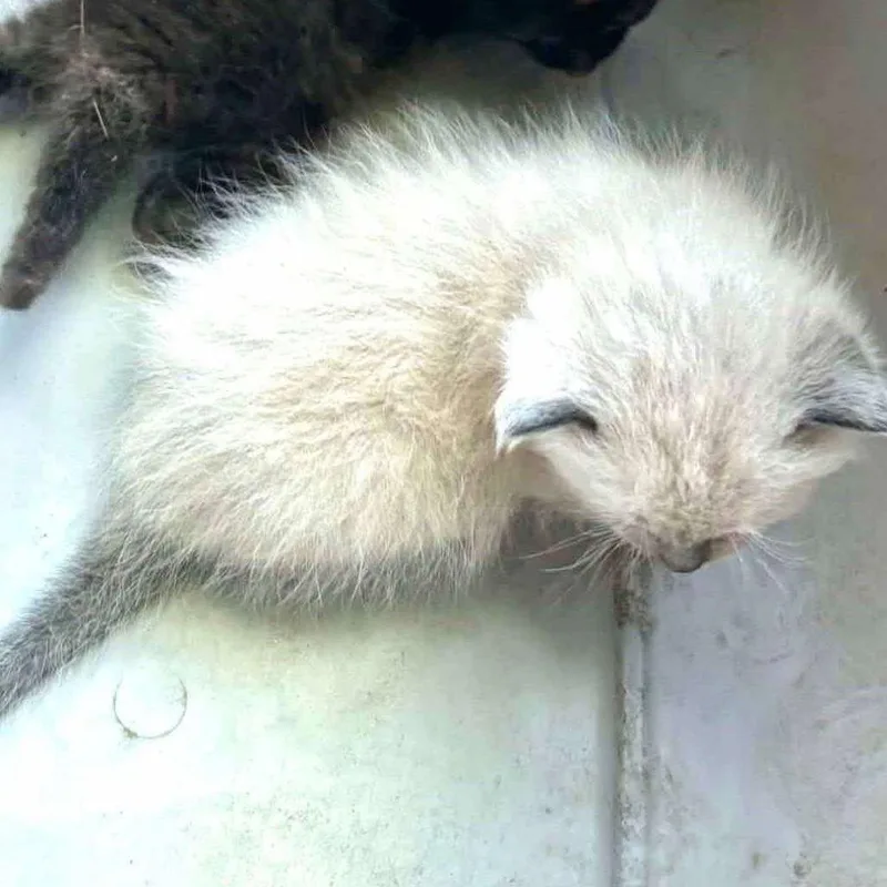 A baby small-sized female Lilac Point Domestic Short Hair cat named Ivory Wkh for adoption in Independence, MO