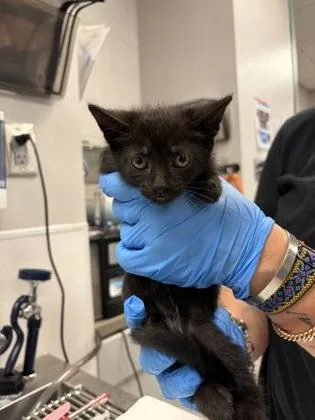 A baby small-sized male Domestic Short Hair cat named Blue Band for adoption in Gastonia, NC