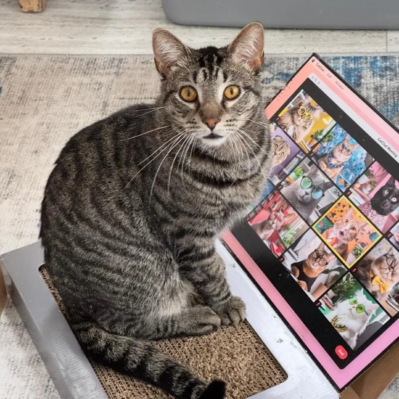 An adult small-sized male Brown / Chocolate Domestic Short Hair cat named Clyde for adoption in Goshen, IN