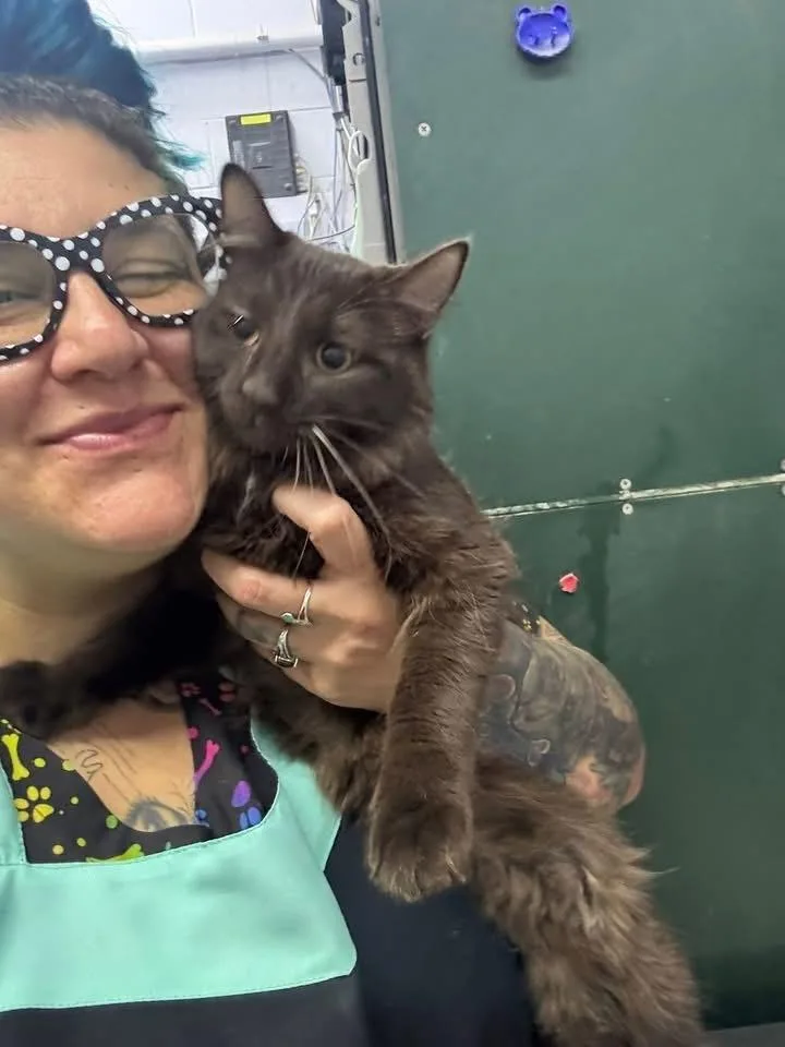 An adult small-sized male Brown / Chocolate Domestic Short Hair cat named Xander for adoption in Mishawaka, IN