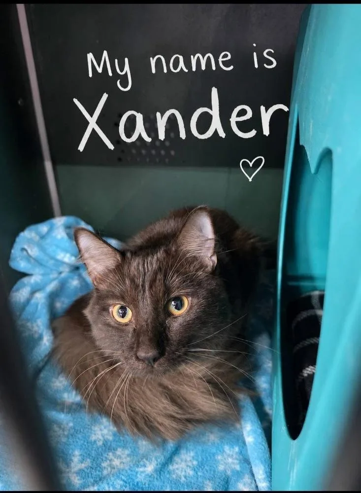 Xander thumbnail 2