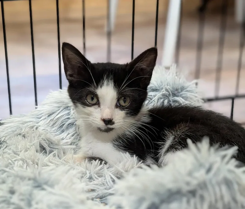 A young medium-sized female Black & White / Tuxedo Domestic Short Hair cat named Chickadee for adoption in Pittsboro, NC