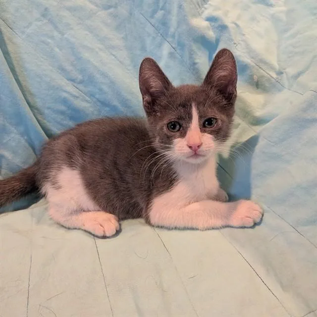 A baby small-sized female Domestic Short Hair cat named Opal for adoption in Auburn, CA