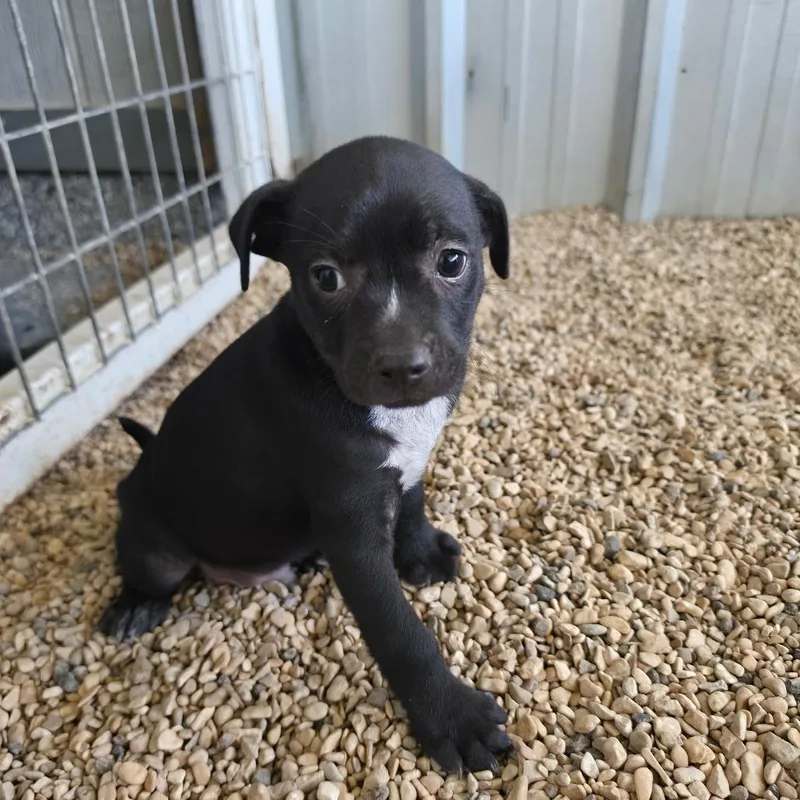 A baby medium-sized male Black Terrier dog named Stryker KB for adoption in Austin, TX