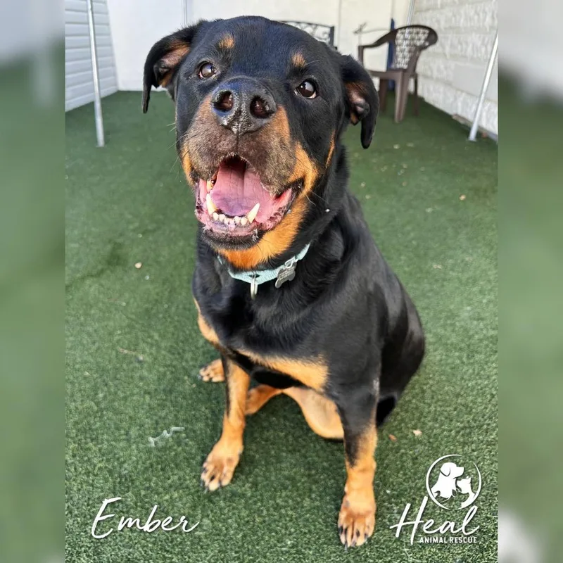 An adult large-sized female Black Rottweiler dog named Ember for adoption in Youngwood, PA