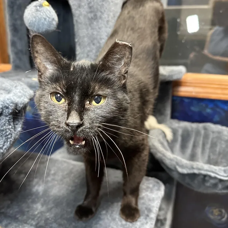 Sandwich thumbnail 2