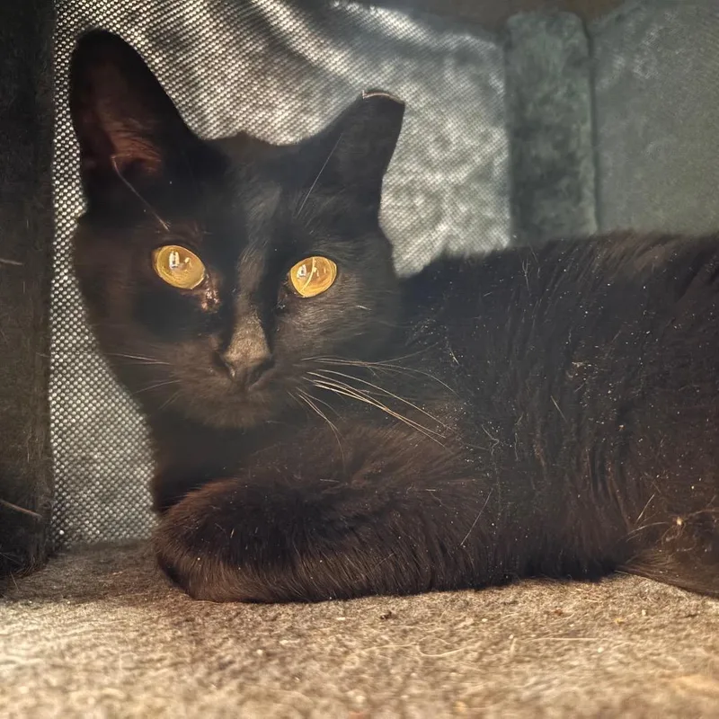 Sandwich thumbnail 3