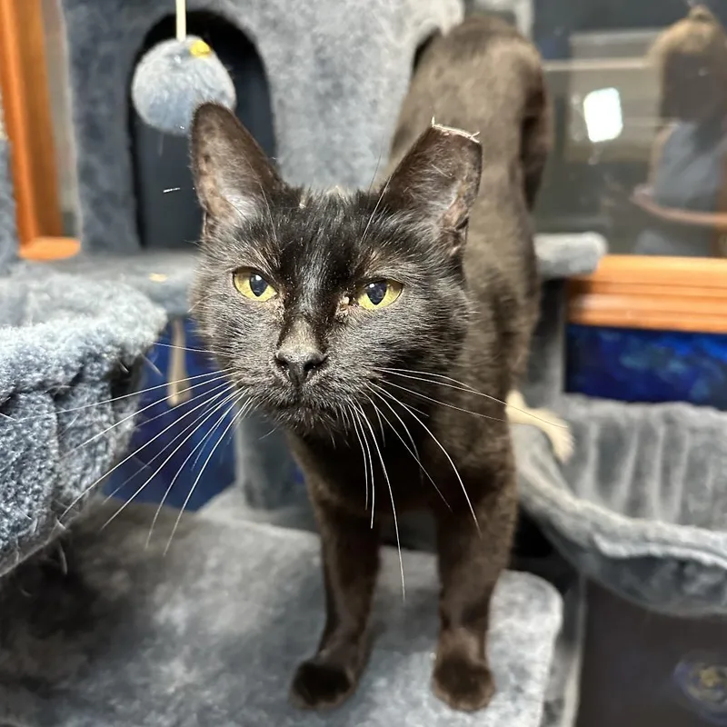 Sandwich thumbnail 4