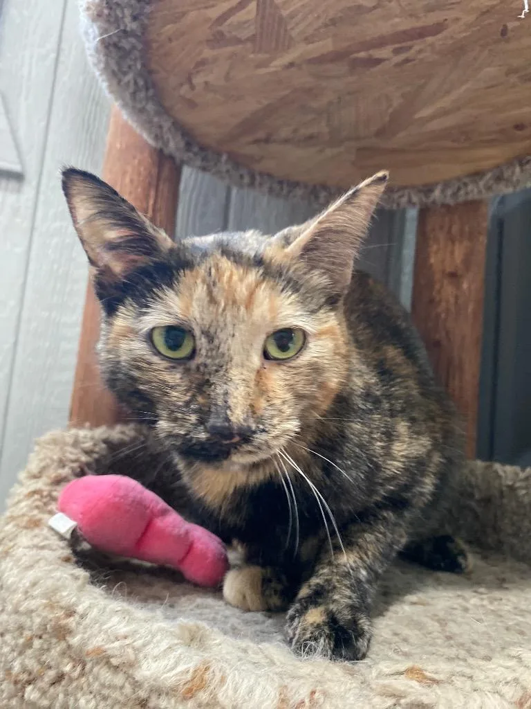 A young small-sized female Domestic Short Hair cat named Baby for adoption in Murphysboro, IL