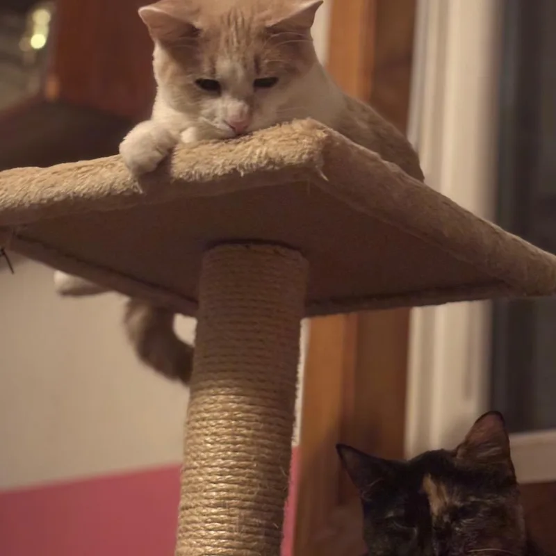 Commercial thumbnail 2