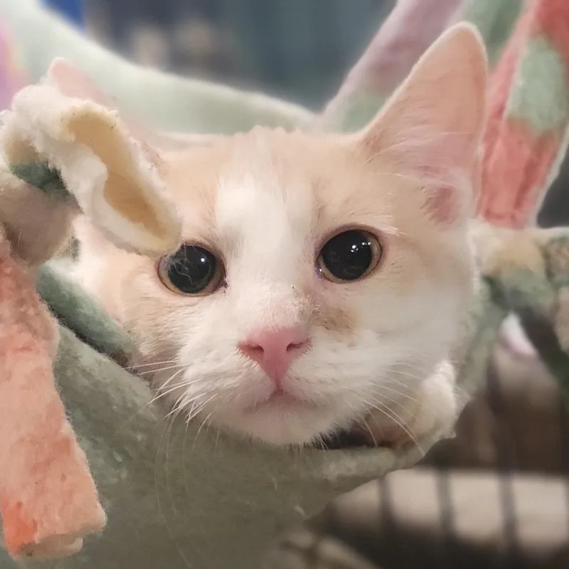 Commercial thumbnail 4