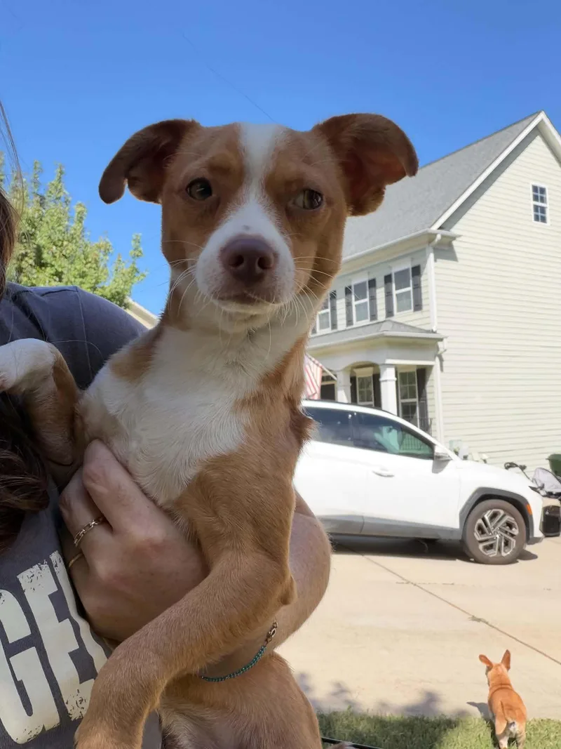 An adult small-sized male Chihuahua dog named Bruno for adoption in Holly Springs, NC