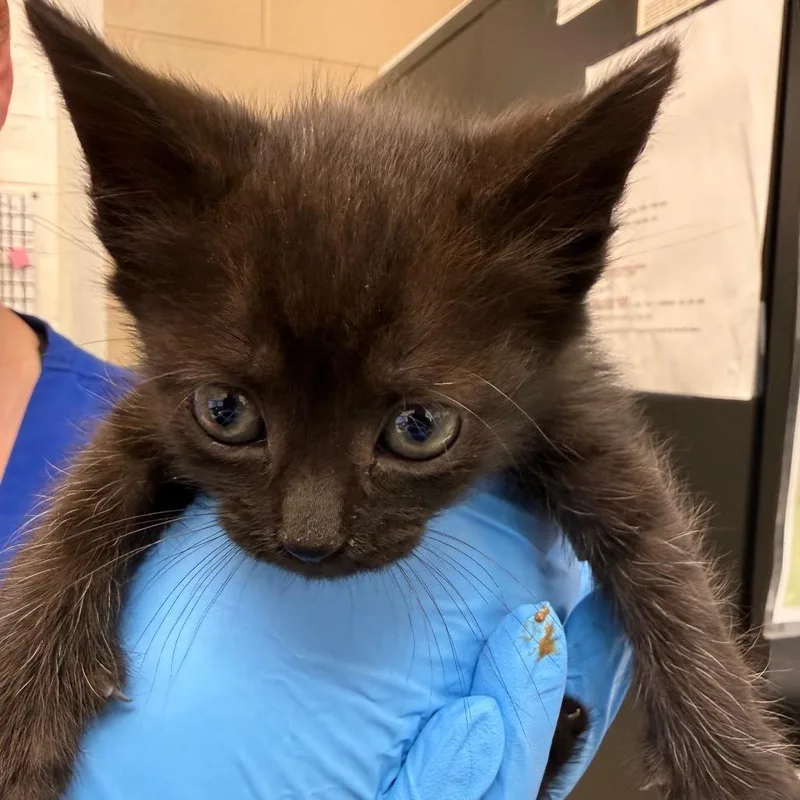 A baby small-sized female Black Domestic Short Hair cat named Chalk for adoption in Troy, VA