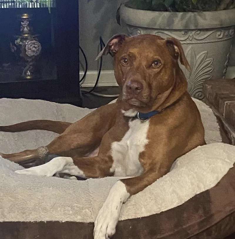 An adult large-sized male Coonhound dog named Darby for adoption in Voorhees, NJ