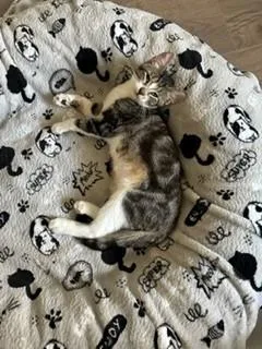 A young medium-sized female Tabby (Brown / Chocolate) American Shorthair cat named Jean for adoption in Houston, TX