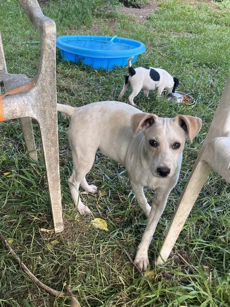 Pup Dilly
