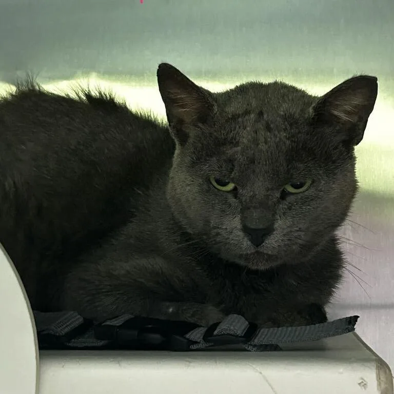 A young medium-sized male Gray / Blue / Silver Domestic Short Hair cat named Vermax for adoption in Spruce Pine, NC