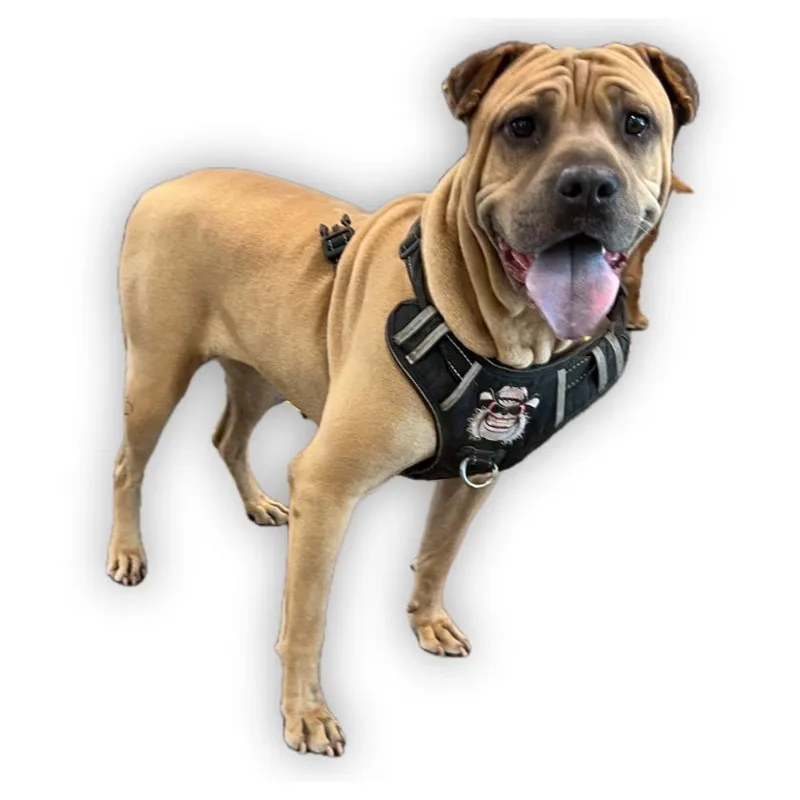 An adult medium-sized female Mixed Breed dog named Chata for adoption in Los Angeles, CA