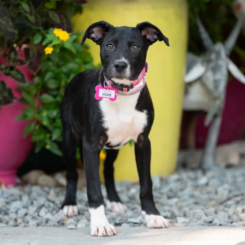 A baby medium-sized female Black Labrador Retriever dog named Hope for adoption in Wake Forest, NC