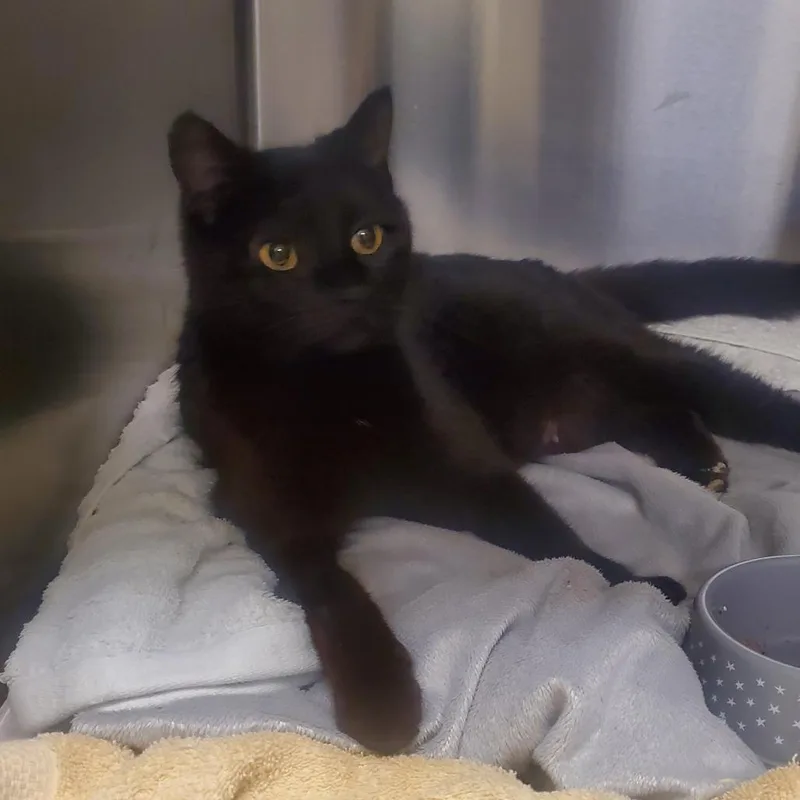 An adult medium-sized female Black Domestic Short Hair cat named Biscotti for adoption in Novelty, OH