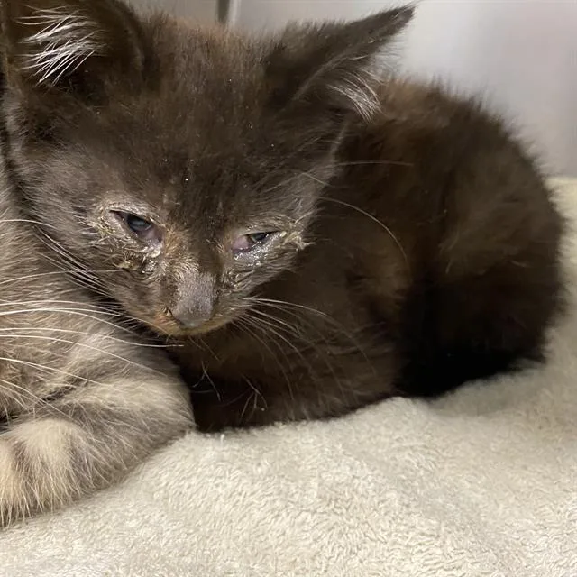 A baby small-sized female Domestic Medium Hair cat named A for adoption in Modesto, CA