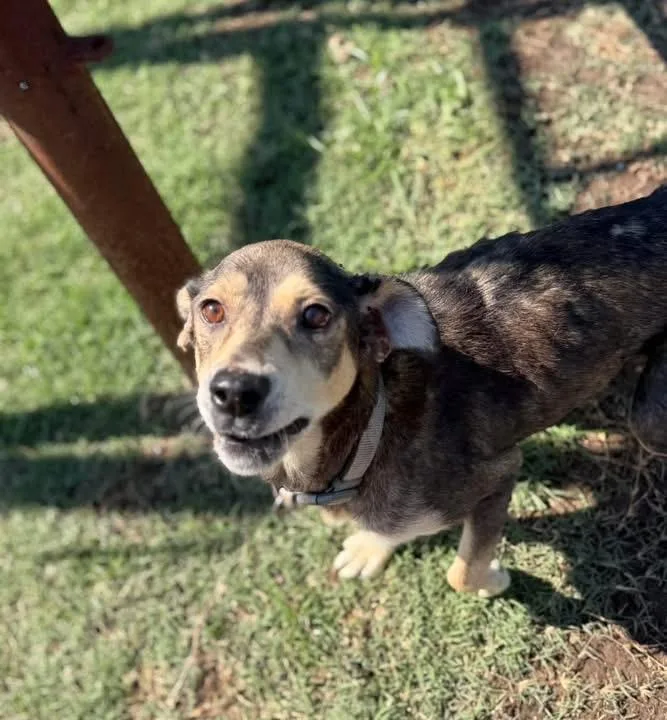An adult medium-sized female Mixed Breed dog named Ruby for adoption in Lutz, FL