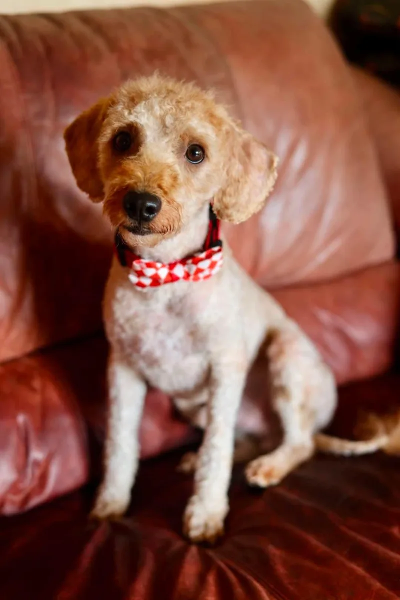 Teddy