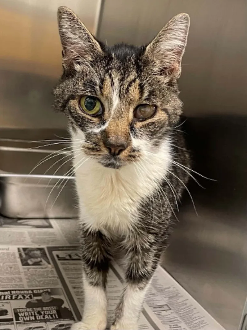 An adult medium-sized female Domestic Short Hair cat named Ethel for adoption in Covington, VA