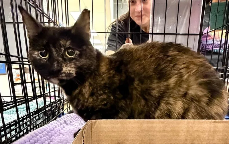 A young large-sized female Domestic Short Hair cat named Paris for adoption in Augusta, GA