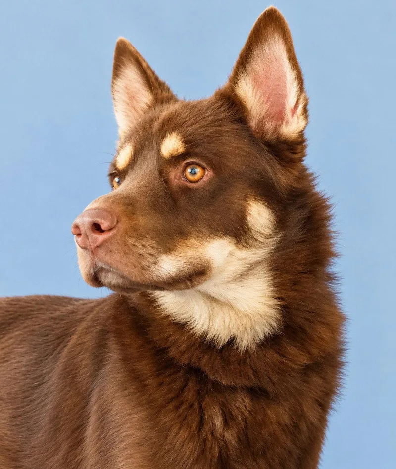 A young medium-sized male Siberian Husky dog named Nuka for adoption in Pasadena, CA