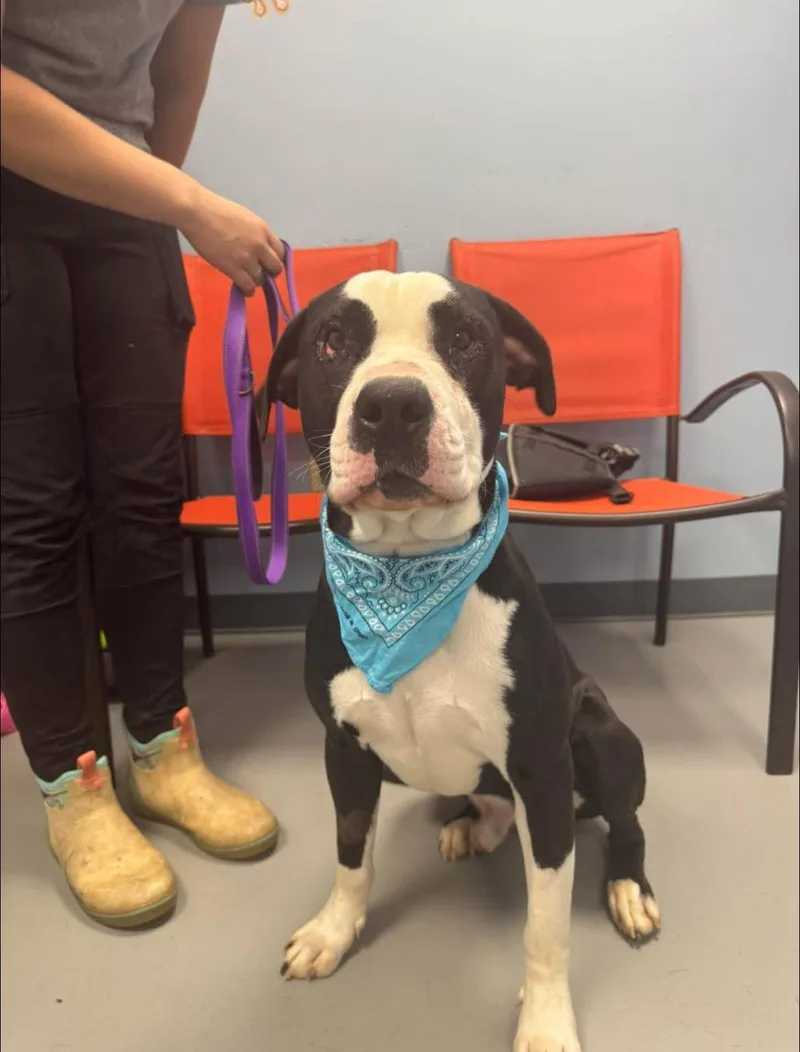 A young large-sized male Black Terrier dog named Tank for adoption in Zanesville, OH