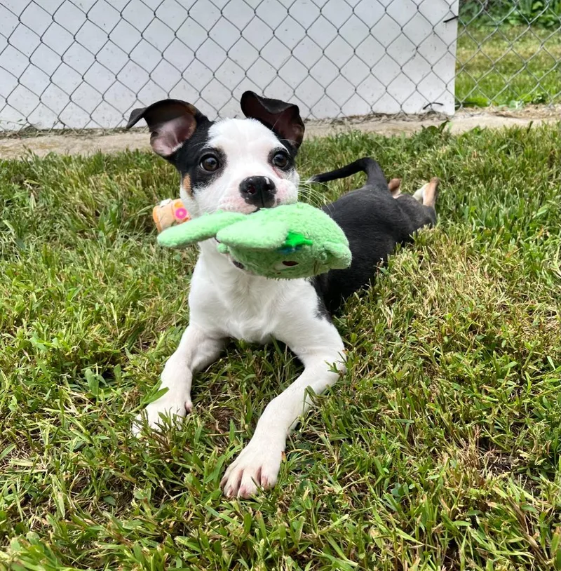 A baby medium-sized female Pit Bull Terrier dog named Cece for adoption in Shorewood, IL
