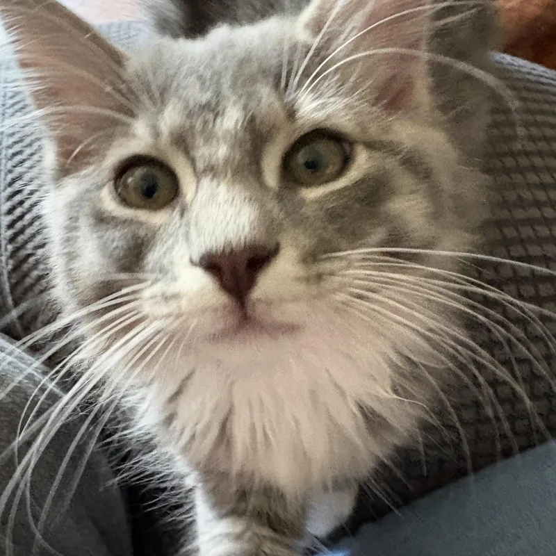 A baby medium-sized male Gray / Blue / Silver Domestic Long Hair cat named Crouton for adoption in Sewell, NJ