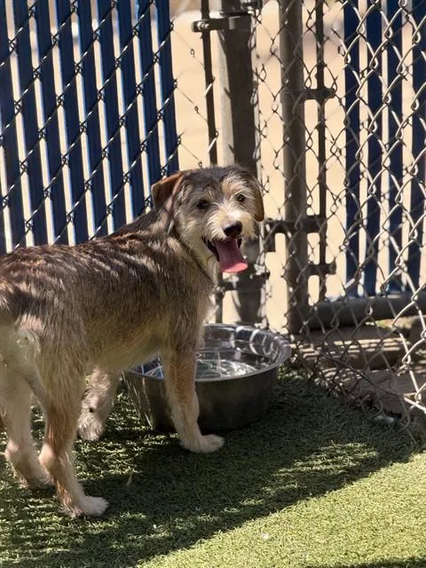 A young small-sized female Terrier dog named Wolfy for adoption in Chula Vista, CA