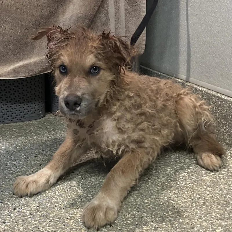 A baby small-sized male Red / Chestnut / Orange Husky dog named IVHSStray for adoption in San Gabriel, CA
