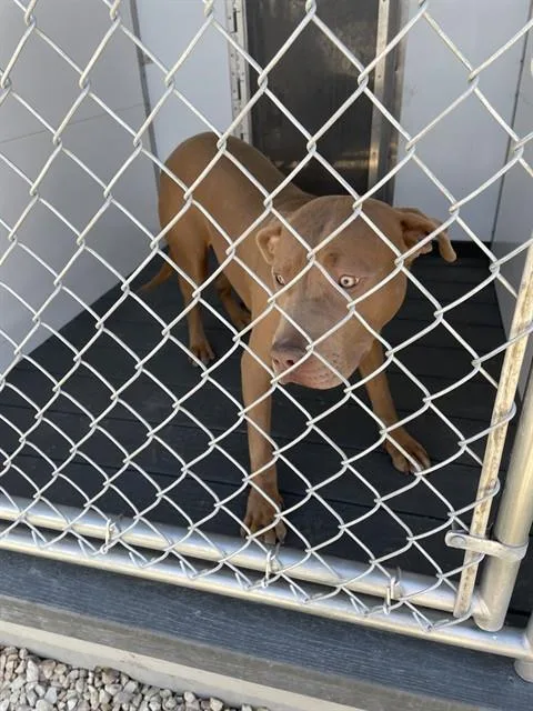 An adult large-sized male Pit Bull Terrier dog named Ezra for adoption in Casper, WY