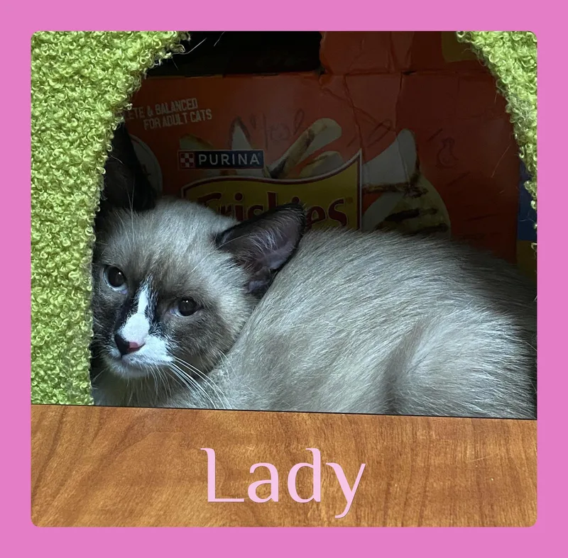 Lady