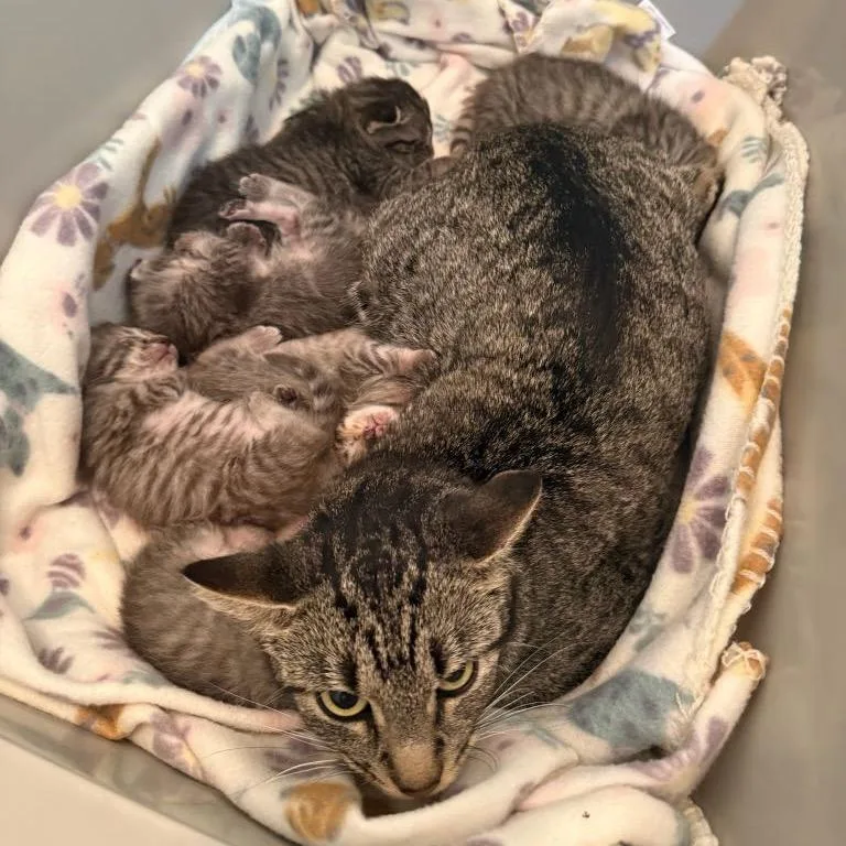 A baby small-sized female Gray / Blue / Silver Domestic Short Hair cat named Patter for adoption in Waco, TX