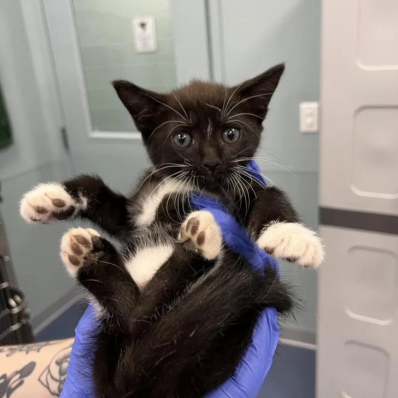 A baby small-sized female Black Domestic Short Hair cat named Raspberry for adoption in Greensboro, NC