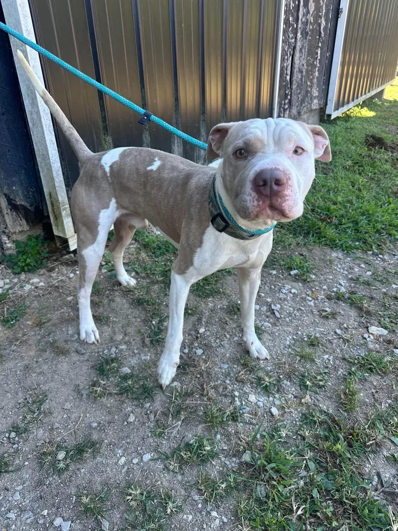 A young medium-sized male Pit Bull Terrier dog named Lincoln for adoption in Westwood, NJ